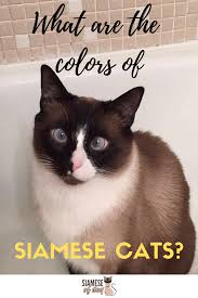 Siamese Cat Colors Chart Fascinating Facts Siamese Of Day Siamese Cats Cat Colors Siamese