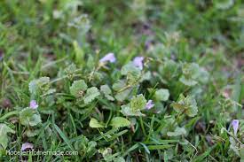 The leaves are alternately arranged on the stem with finely this is one of those instances when one person calls a plant a weed and another person will refer to it as a wildflower. 7 Common Weeds With Identification Pictures Hoosier Homemade