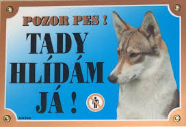 Image result for západosibiřská lajka