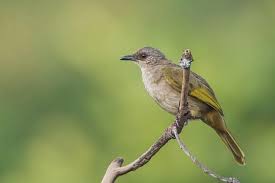 Mengetahui Ciri Khas Burung Cucak Rawis Dan Perawatannya Burung Jalak Betina