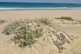 Image result for Arctotheca populifolia