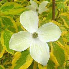 White flowering dogwood for sale online. Dogwood Trees Outdoor Plants The Home Depot