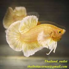 Live Betta Fish Halfmoon Plakat Gold Dumbo Ears Thailand Young Male M Size 02 Betta Fish Betta Dumbo Ears