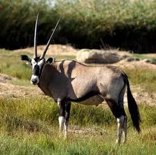 Apr 30, 2019 · africa is home to many species of monkey. African Animals For Kids List Of 8 African Animals African Animals Animals Africa Animals