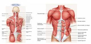 C) smooth muscle, running muscle, and face muscles. Muscle Test Anatomy Anatomy Drawing Diagram