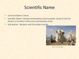 Two rows of long lashes also protect their eyes. The Camel Sarah Kutchko Flickr Kristof Acke Scientific Name Common Name Camel Scientific Name Camelus Dromedarius One Humped Camel Of The Hot Deserts Ppt Download