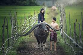 Bg examples alriandi 1,919 59. Couple Farmer With Buffalo By Http Bigappleorganizers Com Kehidupan Pedesaan Hewan Hewan Langka