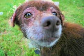 Image result for scabies dog ear