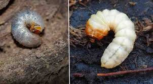 We did not find results for: Grubs In Lawn How To Get Rid Of Grubs In The Garden With Pictures