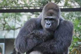 gorilla 悩みって つきないですよね ゴリラ 動物園 愛らしい