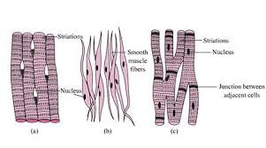 Here in this post we provides class 9 science animal tissues telangana state board solution. Ncert Solutions For Class 9 Science Animal Tissue Muscular Tissue