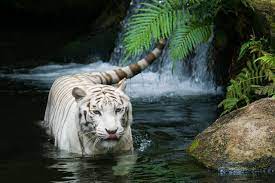44 Forest Animal Wallpaper On Wallpapersafari