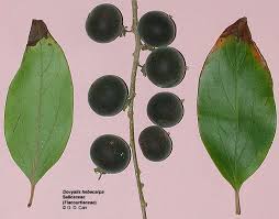 Image result for Dovyalis sp. A