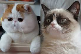 El gato, la mascota del futuro