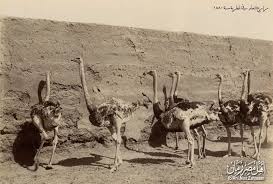 مزارع النعام حي المطرية بالقاهرة سنة 1880 old egypt modern egypt egypt