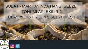 Subat Mart Ayinda Hangi Sebze Tohumlari Ekilir Kolay Yetistirilen 5 Sebze Cesidi Youtube 2020 Sebzeler Martini Tohum