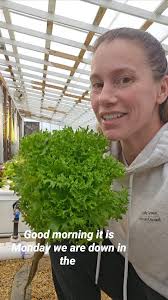 Check out this beautiful Green Sweet Crisp Lettuce, headed to  @RockSpringProduce this morning. , #Aquaponics #greensweetcrisp  #freshlettuce #locallygrown #homegrownbyheroes #chickamaugacreekfarms