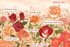15 Varieties Of Roses To Consider For Your Garden