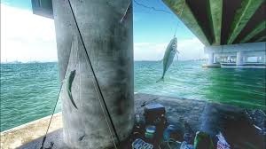 Memburu jenahak jambatan kedua pulau pinang. Pulau Pinang Ikan Paus