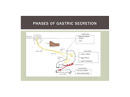 Showme Digestive System Flow Chart