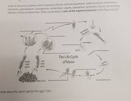 Maybe you would like to learn more about one of these? E Terms Gametophyte Archegonium Antheridium Chegg Com