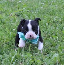 Find your new family member today, and discover the puppyspot difference. Boston Terrier Puppy Dog For Sale In San Antonio Texas