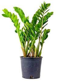 As this plant can grow without sunlight and is available in various sizes, you can adorn any corner of your home with it. Love Plants But No Sunlight These Plants Can Be Your Best Buddy Top 10 Plants Nurserylive Wikipedia