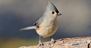 Birds With Tufted Heads Uk Tufted Titmouse Sounds All About Birds Cornell Lab Of Ornithology