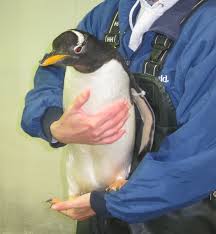 Excited for seaworld orlando's antarctica: Antarctica Empire Of The Penguin Preview Mums Do Travel