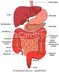 It is composed of 300 bones at birth, but later decreases to 80 bones in the axial skeleton and 126 bones in the appendicular skeleton. Digestive System Of Human Body Anatomy Diagram Including All Parts Esophagus Stomach Pancreas Liver Gall Bladder Duodenum Canstock