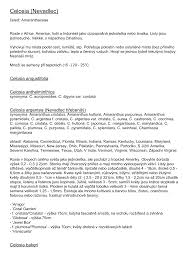 Image result for Celosia stuhlmanniana