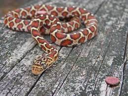 Mexican Night Snake Psuedelaphae Flavirufa Mexican Night Snake Species