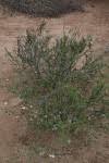 Image result for Maerua parvifolia