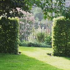 Ab Durch Die Hecke Garten Herbsttag Autumn Garden Buche Formschnitt Sonnenschein Gartengestaltung Garten Buchenhecke