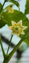 Image result for Capsicum baccatum