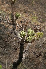 Image result for Cussonia sessilis