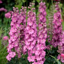 Image result for Delphinium