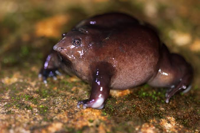 THE RAREST FROG DISCOVERED IN INDIA (2003)