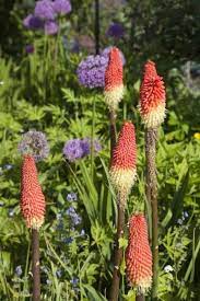 Red Hot Poker Companion Plants Plants That Grow Well With Red Hot Pokers Red Hot Poker Plant Plants Companion Planting