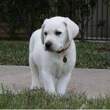 White Lab White Lab Puppies Labrador Retriever Lab Puppies