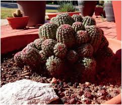 Over the time it has been ranked as high as 4 814 699 in the world. Pushing The Limits With Cacti And Succulents In Cold Climates 30