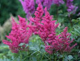 Astilbe Drum And Bass Has Rich Rose Pink Flowers For Weeks In Midsummer It S An Easy Way To Add Color To Any Outdoor Flowers Bulb Flowers Longfield Gardens