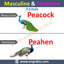 What is stored in it? Masculine And Feminine Gender List For Animals Masculine Masculine Feminine Masculine And Feminine List