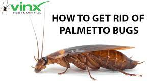 In addition, you can create your own solution to get rid of palmetto bugs with natural materials such as peppermint and salt. How To Get Rid Of Palmetto Bugs The Ultimate Guide Vinx Pest Control