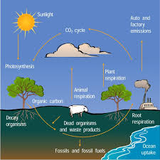 V4 Lektion 1 Kolets Kretslopp Ak 6 No Website Carbon Cycle Nitrogen Cycle Science Education