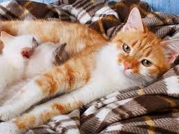 Siapa pun pasti akan merasa gemas. Pengalaman Berkali Kali Membantu Kucing Melahirkan Terminal Mojok