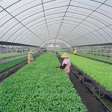 Perbezaan produktiviti dan pendapatan dengan sektor lain. 46 Idea Teknologi Pertanian Moden Yang Telah Membantu Masyarakat Bandar Berkebun Hartatanah Com