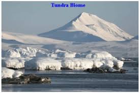 Tundra topraklarına hakim olan ana bitki toplulukları ise ren geyiği likenleri gibi likenler ve kara yosunlarıdır. Ciri Ciri Bioma Tundra Pengertian Jenis Hewan Tumbuhan Apafungsi Com