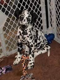 Dalmatians have a job description unique among akc breeds: 550 Dalmatian Puppies For Sale Amarillo Tx Shoppok