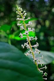 Image result for Phytolacca